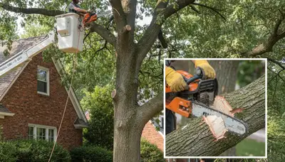 Arborist performing deadwood removal on tree to prevent storm damage for homes in St Louis, MO