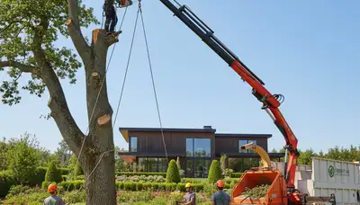 Professional landscaping and tree removal service in St Louis, MO by Chop Chop Tree experts