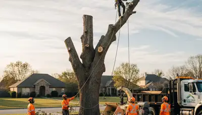 Arborists performing safe tree removal at a residential property in St Louis, MO