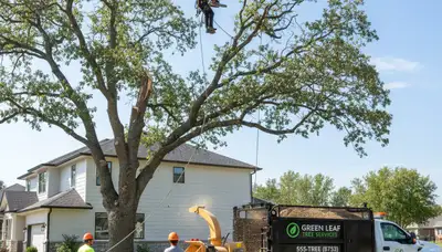Professional tree removal service in St Louis, MO by Chop Chop Tree experts safely clearing trees