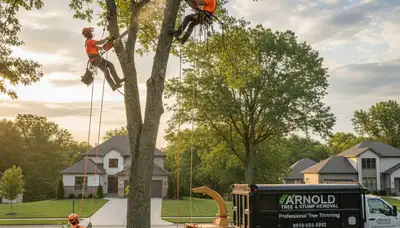 Professional tree removal service in St Louis MO by certified arborists