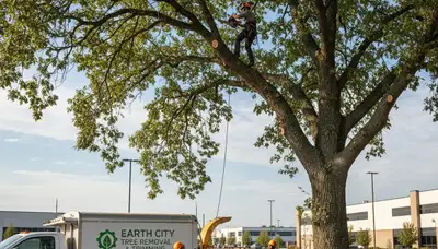 Professional tree removal service in St Louis MO by certified arborists