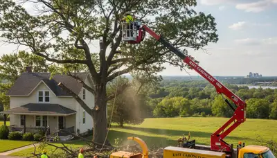 Professional tree removal service in St Louis MO by local certified arborists