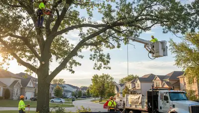 Professional tree removal service in St Louis MO by certified arborists