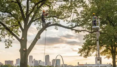Professional tree removal service in St Louis MO safely cutting and clearing large oak tree