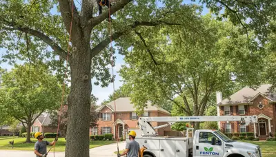 Professional tree removal service in St Louis MO removing large oak safely