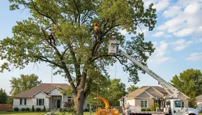 Professional tree removal service in St Louis MO by local certified arborists