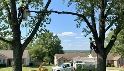 Professional tree removal service in St Louis MO by certified arborists at Tree Service Saint Louis