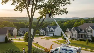 Professional tree removal service in St Louis MO safely cutting large oak tree