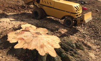 Stump Removal in Saint Louis MO Stump Removal Services in Saint Louis MO Stump Removal Professionals Saint Louis MO Tree Services in Saint Louis MO