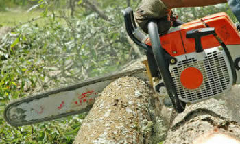 Tree Removal in Saint Louis MO Tree Removal Quotes in Saint Louis MO Tree Removal Estimates in Saint Louis MO Tree Removal Services in Saint Louis MO Tree Removal Professionals in Saint Louis MO Tree Services in Saint Louis MO