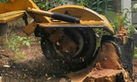 Stump Removal in Saint Louis MO
